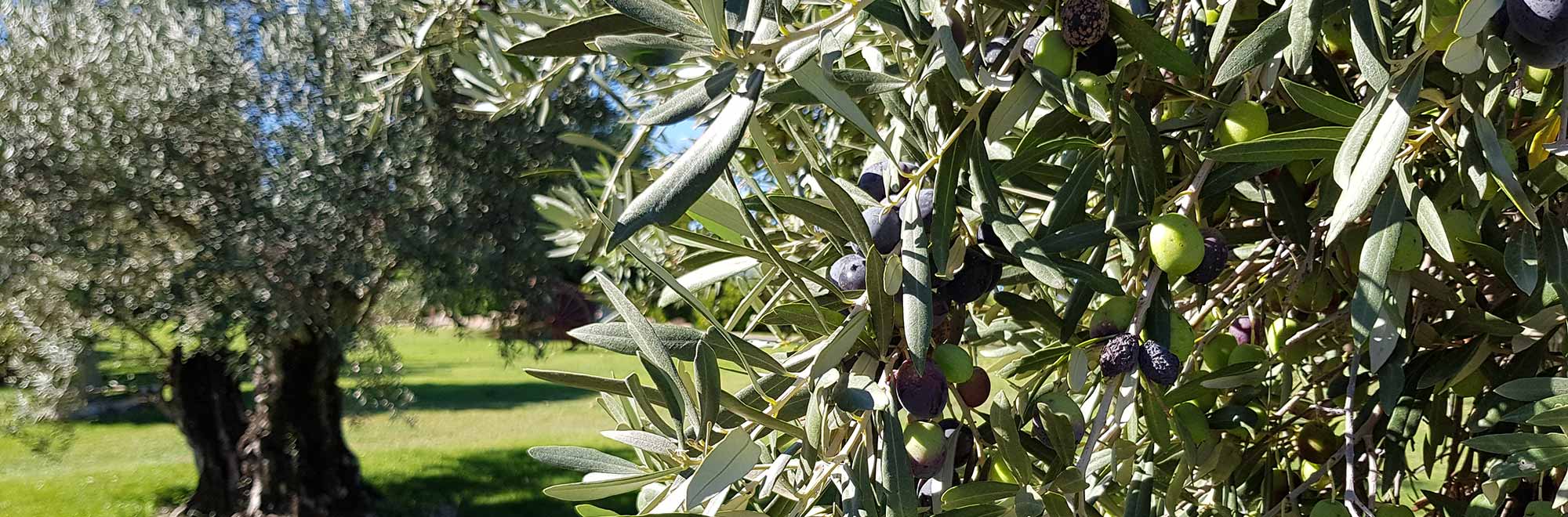 Aceite de oliva orgánico: características y beneficios