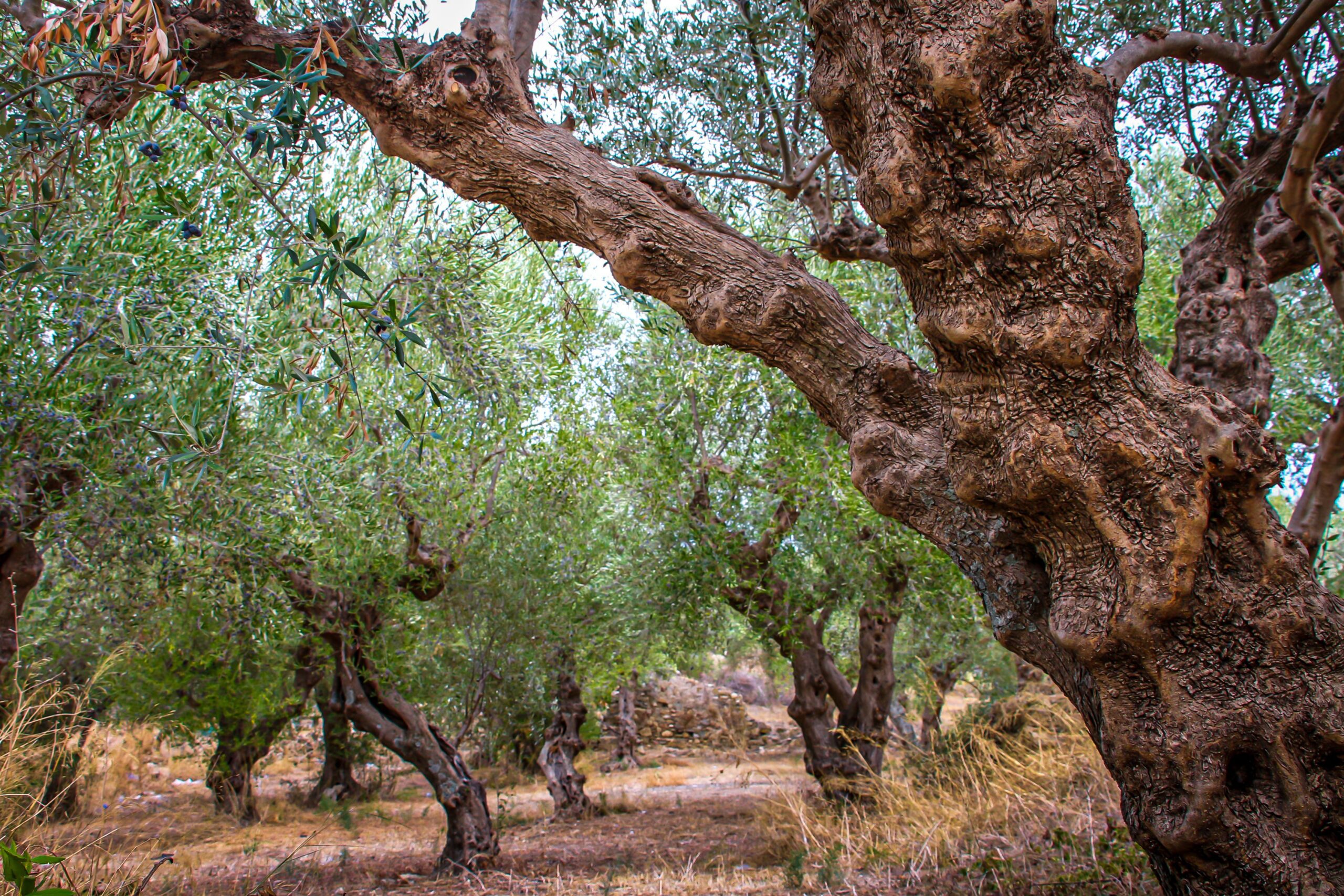 Aceite de oliva refinado: qué es, para qué sirve y cuándo elegirlo frente al virgen extra